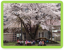 桜の木写真