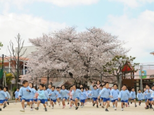 写真：大きな桜の木に見守られて駆け回る子どもたち