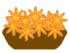 CXgP