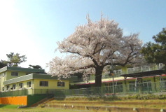 桜園庭