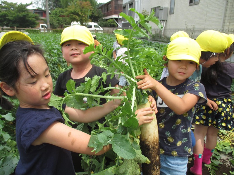 サツマイモ掘り