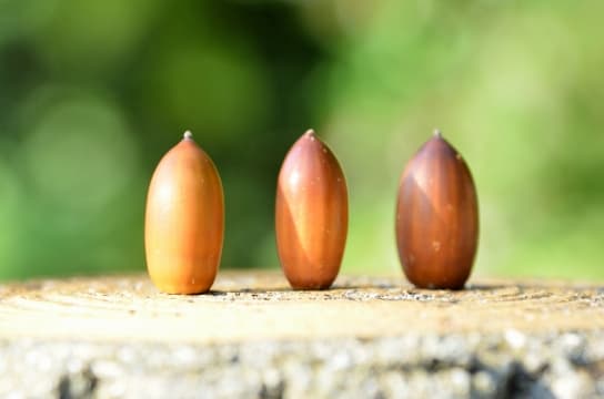 家族運動会の鼓笛隊