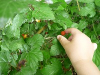 2009-07-14 (Tue) ̉摜