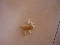 2011-01-12 (Wed) ̉摜