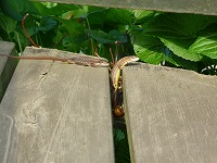 2010-06-11 (Fri) ̉摜
