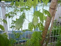 2010-08-03 (Tue) ̉摜