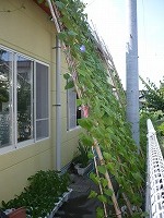 2010-08-03 (Tue) ̉摜