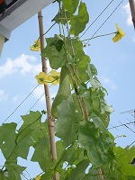 2010-08-25 (Wed) ̉摜