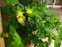 2011-06-08 (Wed) ̉摜