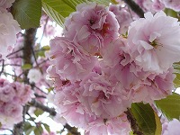 2012-05-07 (Mon) ̉摜