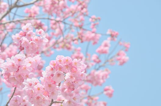 桜