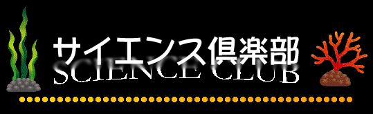 �T�C�G���X��y��